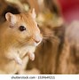 Image result for Copper Gerbil