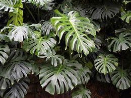 Image result for Cây Monstera