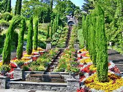 Image result for Mainau Flowers