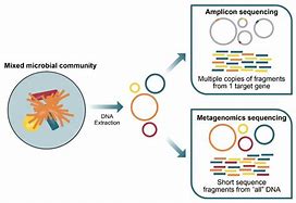 Image result for 16s Sequencing Illumina