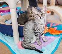 Image result for 4 Month Cat