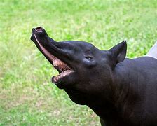 Image result for Wild Tapir