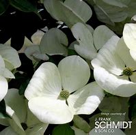 Image result for Cornus X Venus Dogwood