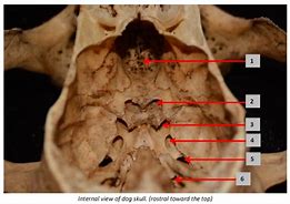 Image result for Body Foramen