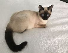 Image result for Brown Point Siamese