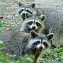 Image result for Smart Raccoon