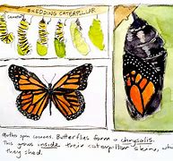 Image result for Pupa Chrysalis Cocoon Fail