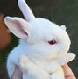 Image result for Super Cute Baby Bunnies