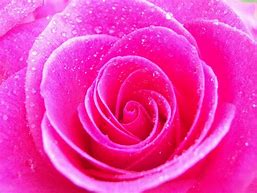 Image result for Fun Flowers Pink