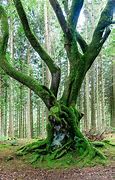 Image result for Forest Tree Roots