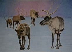 Image result for Caribou Reindeer Tim Plowden