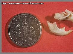 Image result for Dormouse Teeth in Owl Pellets