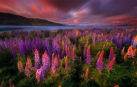 Image result for New Zealand Spring Flowers