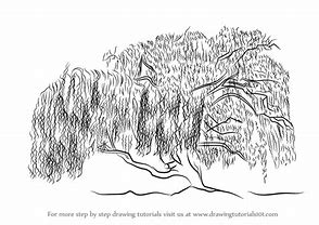 Image result for Willow Tree Drawing