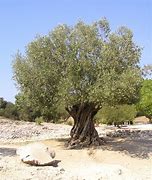 Image result for Most Cold-Hardy Olive Tree Mission