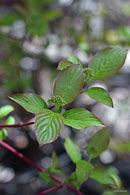 Image result for Osier Dogwood Buds