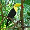 Image result for Rainforest Animals Toucan