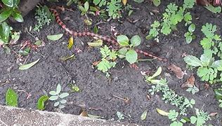 Image result for Snakes of Roatan