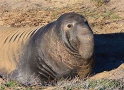 Image result for Male Elephant Seal