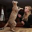 Image result for Serval Cat Pics