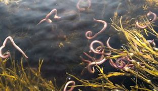 Image result for Blood Worms in Water