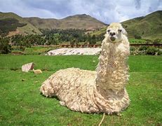 Image result for Farm Animals Lama