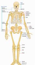 Image result for A Human Skeleton