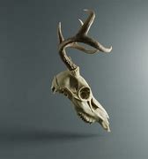 Image result for Deer Skull Profile