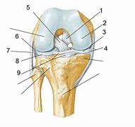 Image result for Knee Labeling