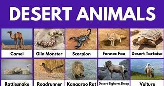 Image result for Egypt Desert Animals