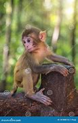 Image result for Cute Baby Vervet Monkey