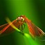 Image result for Dragonfly Fly