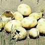 Image result for Gobi Dinosaur Eggs