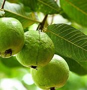 Image result for Pepsi Guava