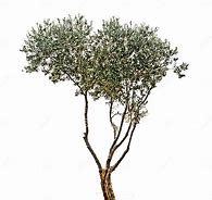 Image result for White Olive Tree On Black Background