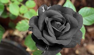 Image result for Black Rose Bud