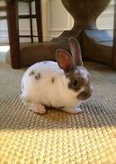 Image result for Newborn Mini Rex