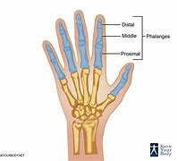 Image result for Phalanges Bone Necklace