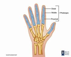 Image result for Fox Phalanges