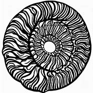 Image result for Ammonite Spiral