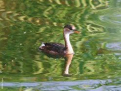 Image result for African Little Grebe