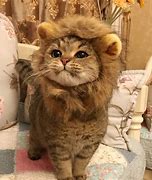 Image result for Lion Kitten