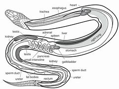 Image result for Snake Eye Diagram