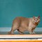 Image result for Cat Lbs Chart