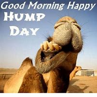 Image result for Back Hump Day