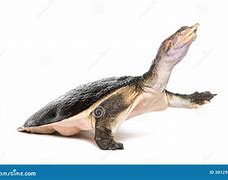 Image result for Turtle Shell Side View