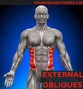 Image result for External Oblique Muscle