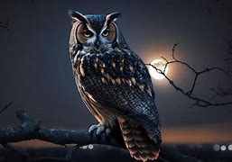 Image result for Owl Night Time