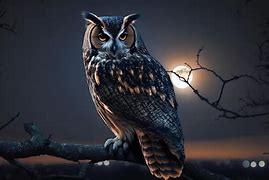 Image result for Night Owl Osa