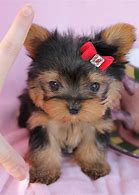 Image result for Cute Little Puppy Teacup Yorkie